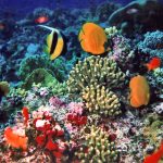 barriera corallina