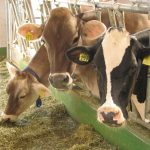 Bovine da latte alla mangiatoia