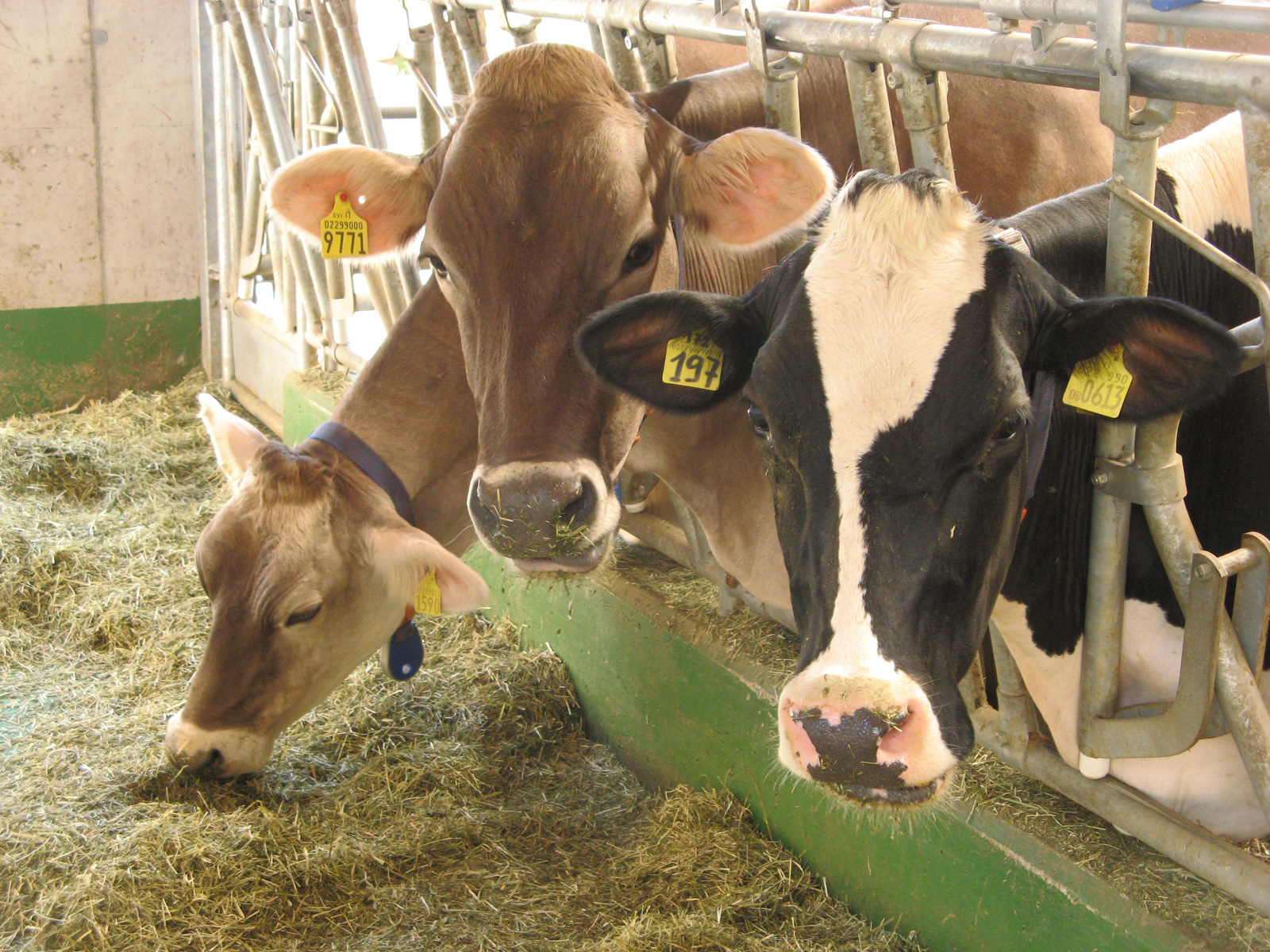 Bovine da latte alla mangiatoia