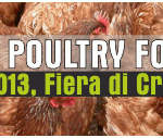 IPF13_-_banner
