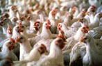 002_03-poultry