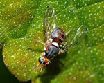 007_03mosca