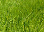 007_04EM bonifica suolo