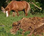 008_04biogas_letame