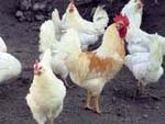 009_02polli
