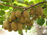 011_01kiwi
