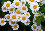 012_03camomilla