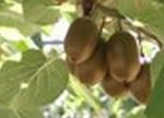 015_03Moria_kiwi_