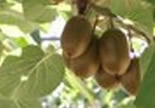 015_03Moria_kiwi_