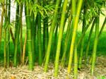 016_04_bamboo