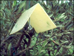 017_02difesa