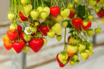 017_06 fragole