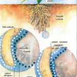 1_1_8n_scambio