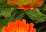03_04plantLibra_project