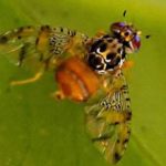 05_002mosca_grande