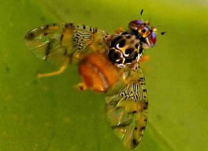 05_002mosca_grande