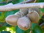 06_002_kiwi