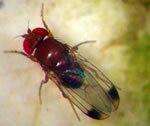 07_02drosophila