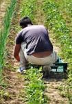 agricoltura sociale
