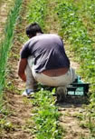 agricoltura sociale
