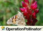 08_05_pollinator