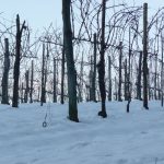 La vigna in inverno (foto di Bruno Bellon)