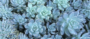 flora trade show