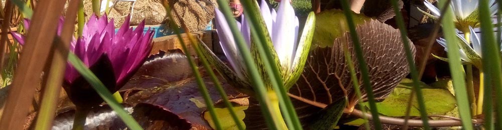 viridalia 2016