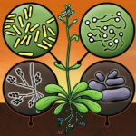 mcrobiota piante