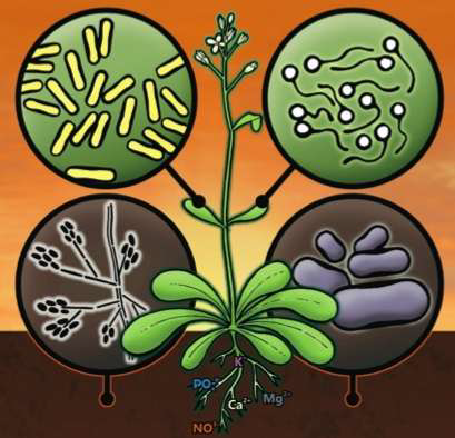 mcrobiota piante