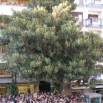 albero di Falcone