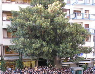 albero di Falcone