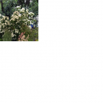 floreka