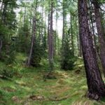 gestire il bosco-evento georgofili