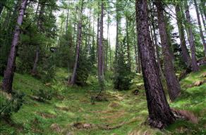 gestire il bosco-evento georgofili