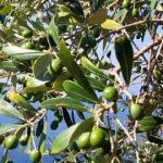 olivo