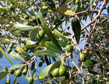 olivo