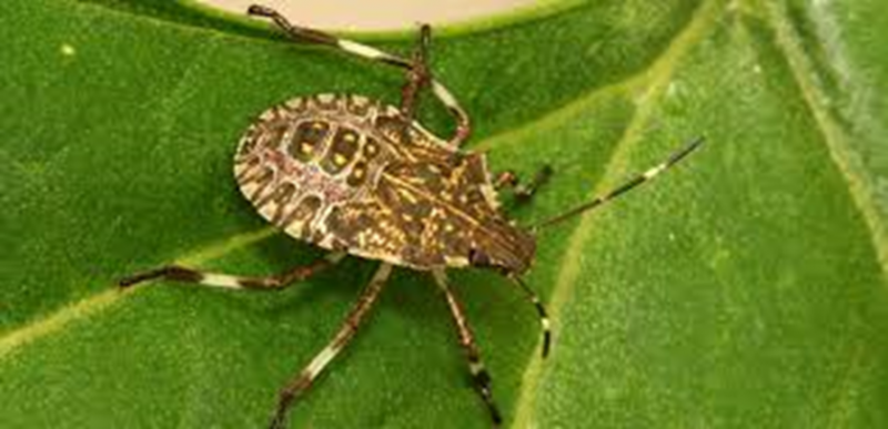 cimice asiatica