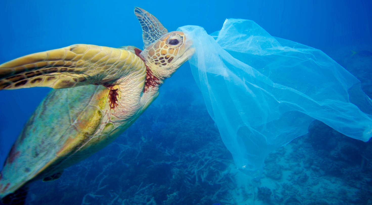 inquinamento plastica principale