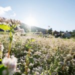 Campo di grano saraceno