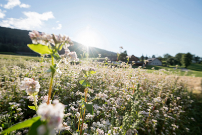 Campo di grano saraceno