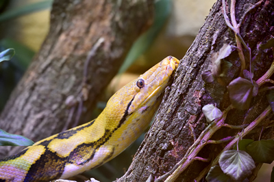 Pitone reticolato ancestrale