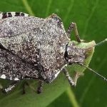 Cimice asiatica, Halyomorpha halys