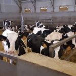 Automazione della stalla