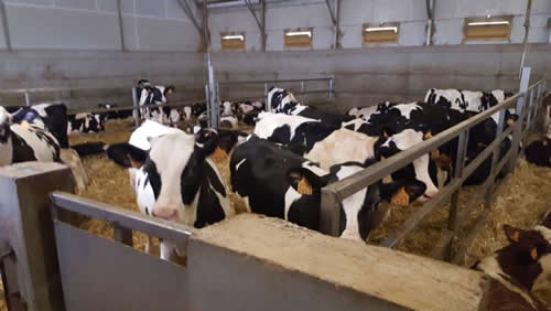 Automazione della stalla