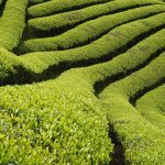 giardini del tè fondazione benetton