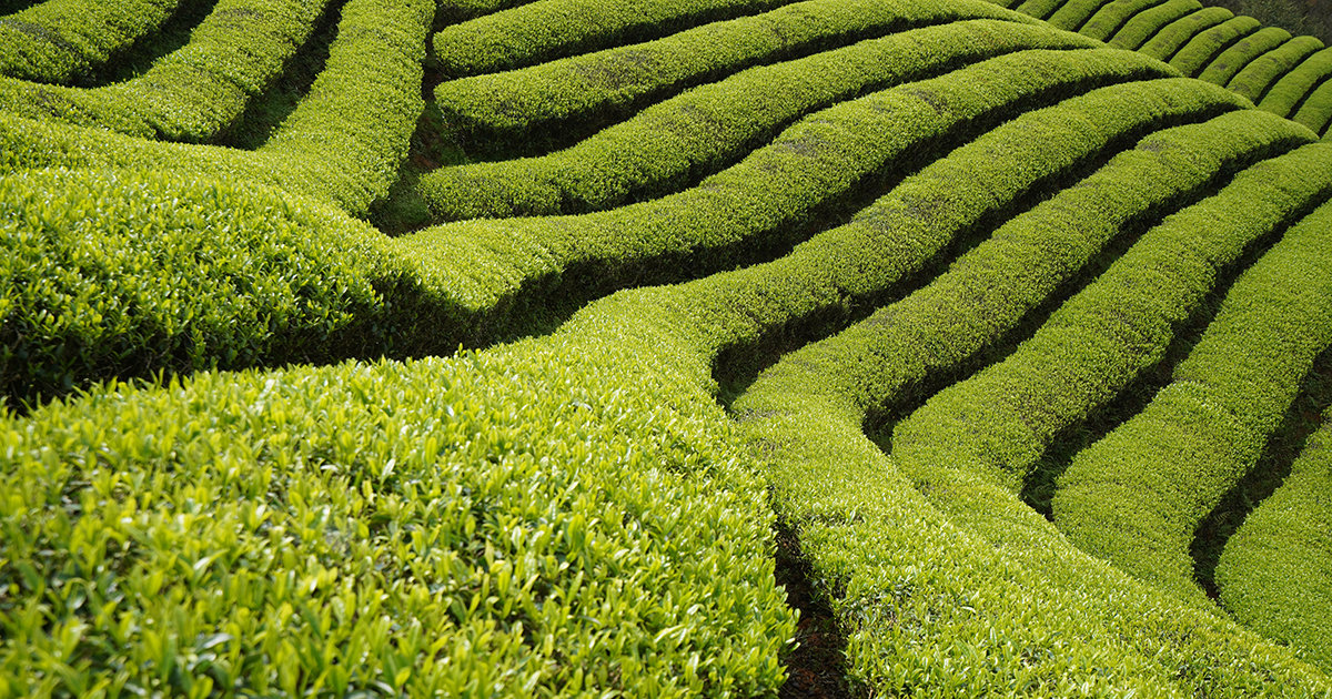 giardini del tè fondazione benetton