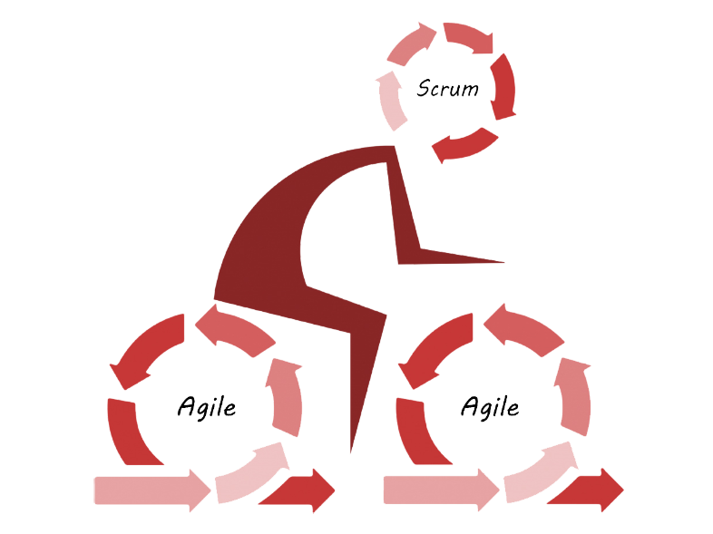 La Fenice Organizzazione aziendale