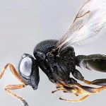 Trissolcus_japonicus