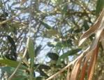 ulivo